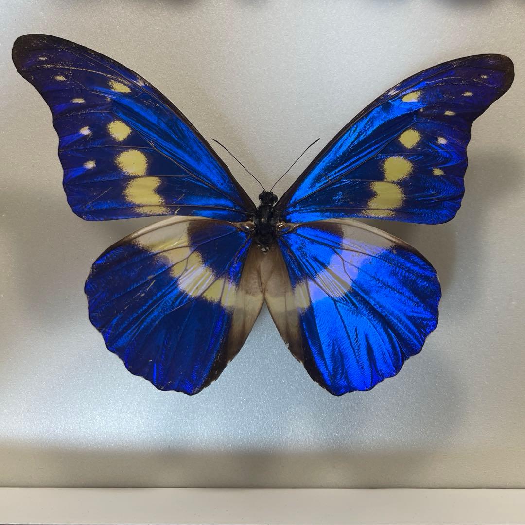 ヘレナモルフォ蝶標本